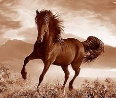 خرید بهترین تابلوهای نقاشی رنگ روغن اسب