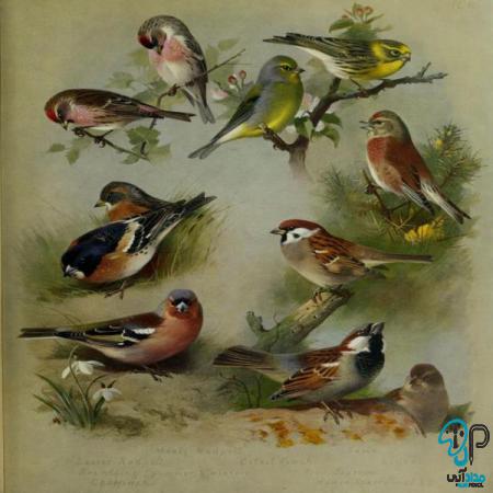 مدرن ترین انواع تابلو نقاشی پرندگان
